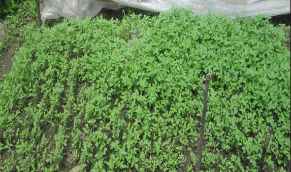 Herb beds in the nursery