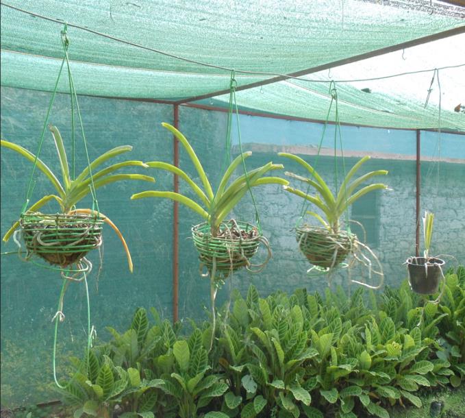 Hanging orchids in the shade house