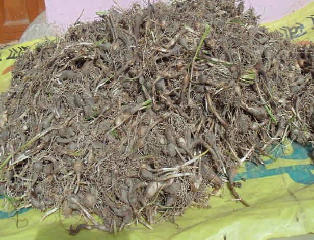 Dried herbs