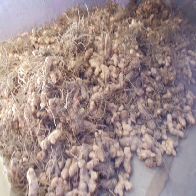 Harvested rhizomes