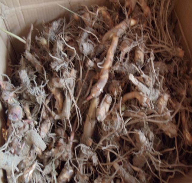 Harvested roots