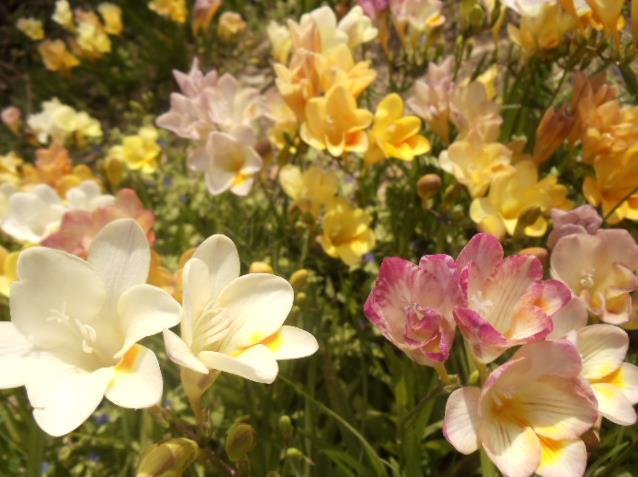 Freesia flowers
