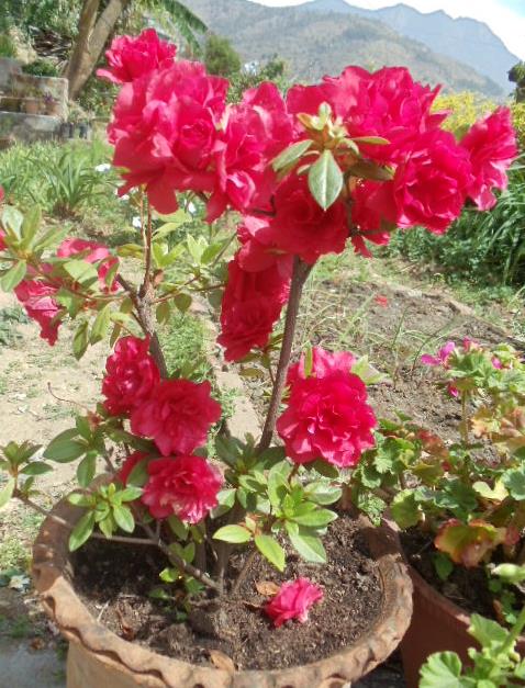 Bougainvillea in a pot