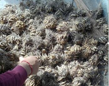 Dried flower heads