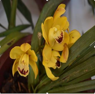 Yellow orchid