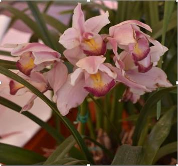 Pink orchid