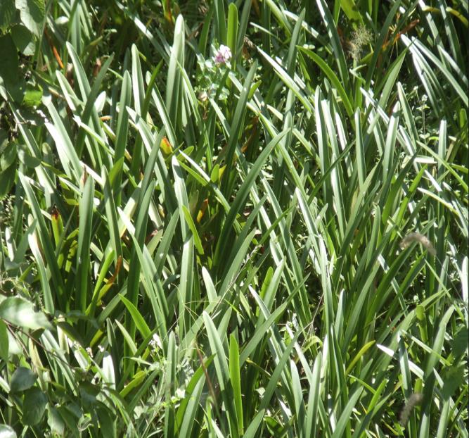 Tall grass herb crop
