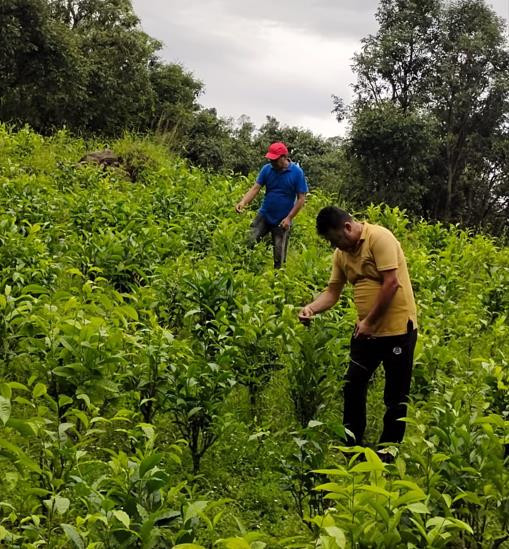 Farmer working in the tea plantation