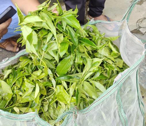 Freshly plucked tea leaves
