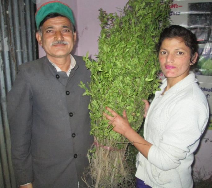 Farmers holding fresh saplings