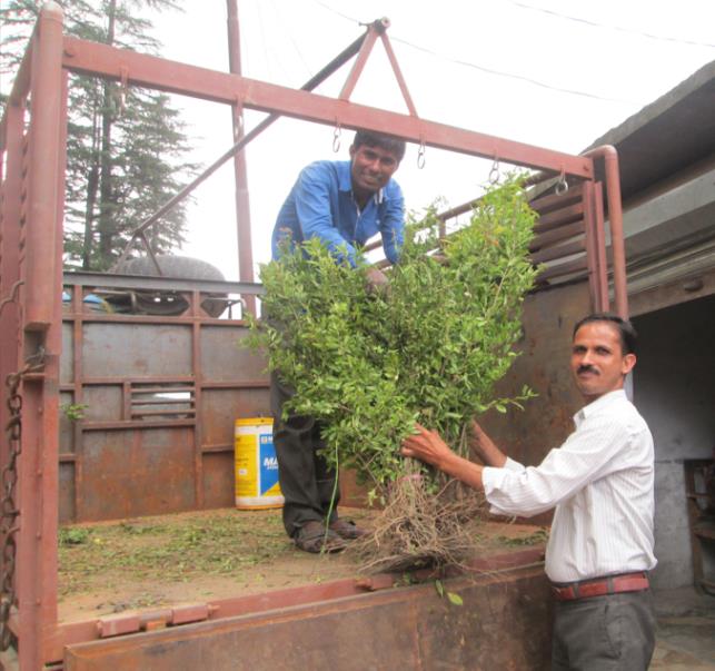 Loading plants onto a truck