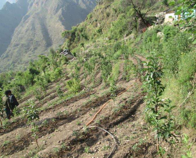 Terraced hillside planted with young fruit trees