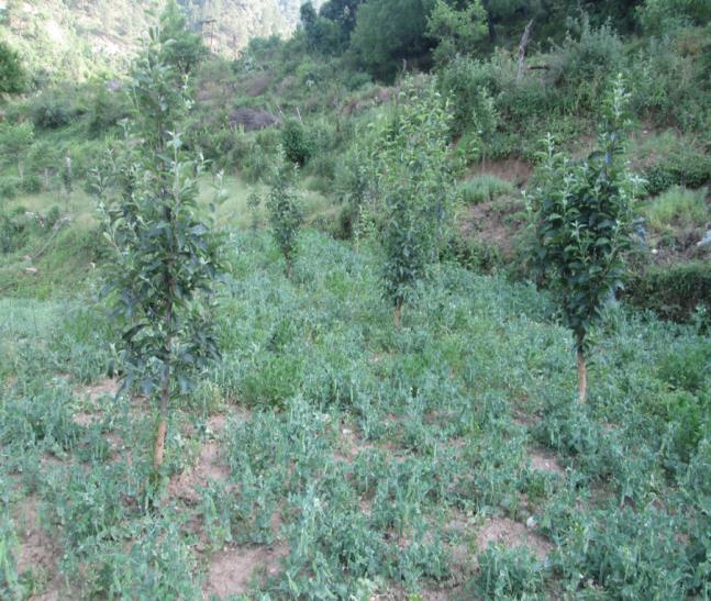 Young fruit trees among grass