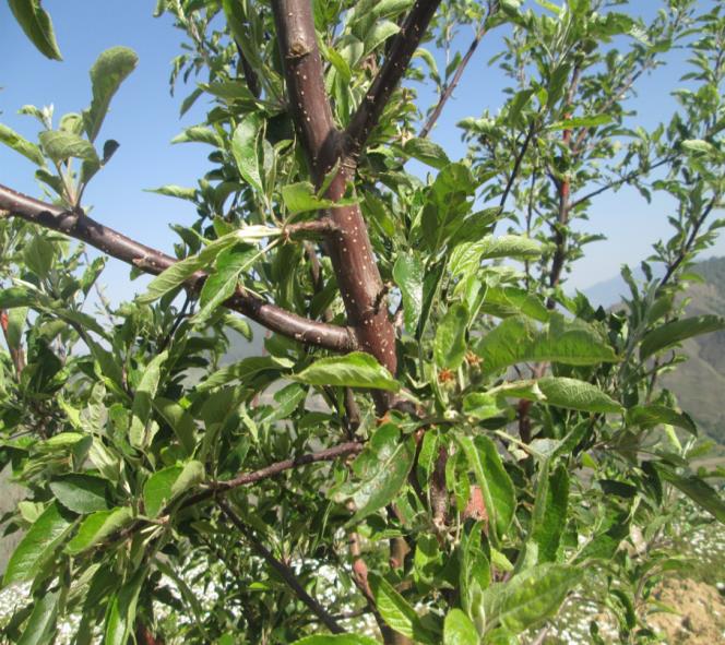 Apple tree buds