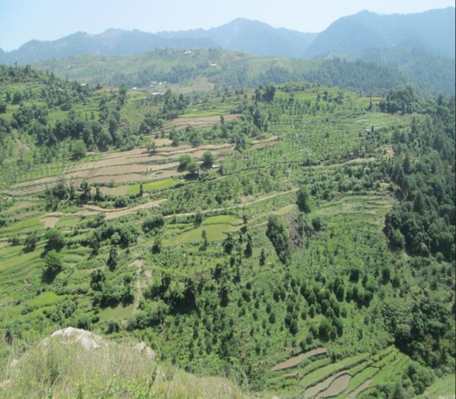 Terraced hills