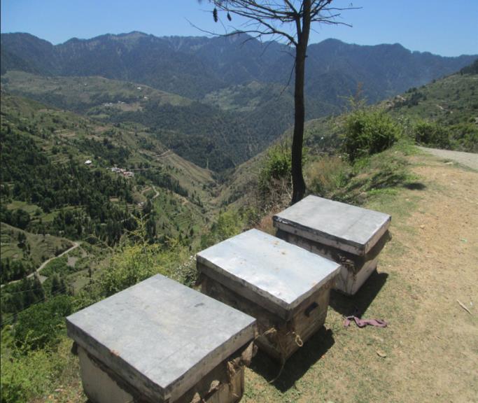 Bee boxes on a ridge