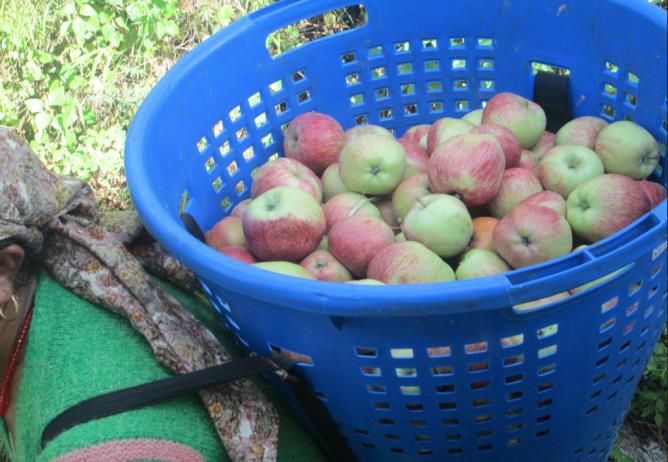 Basket of fresh apples